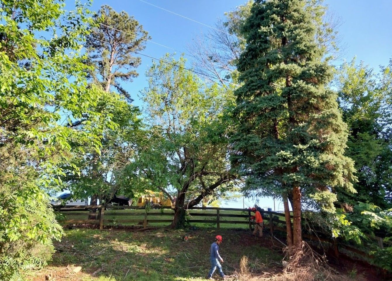 A man is walking through a yard with trees and a fence in the background.