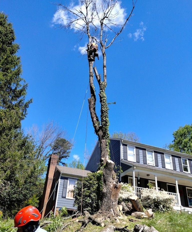 A man is climbing a tree in front of a house.