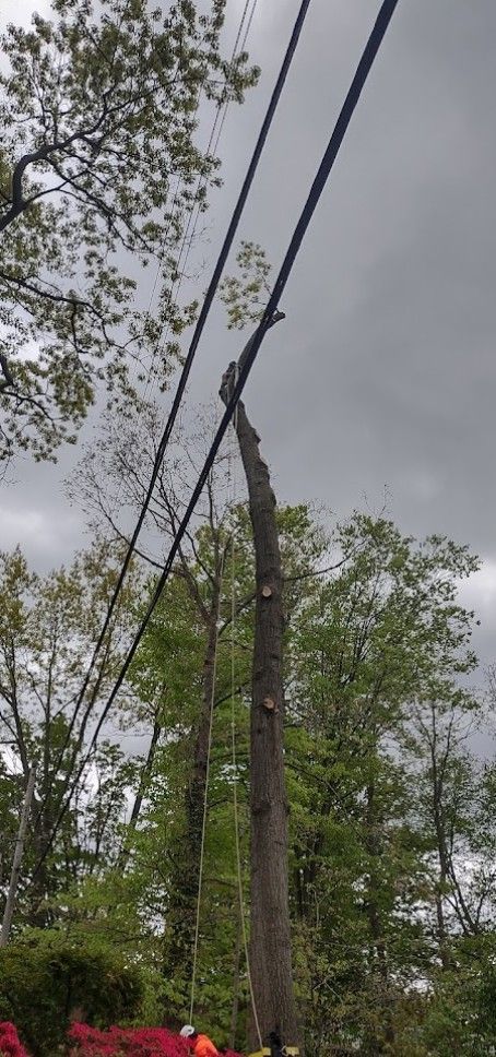 A tree stump is hanging from a power line.