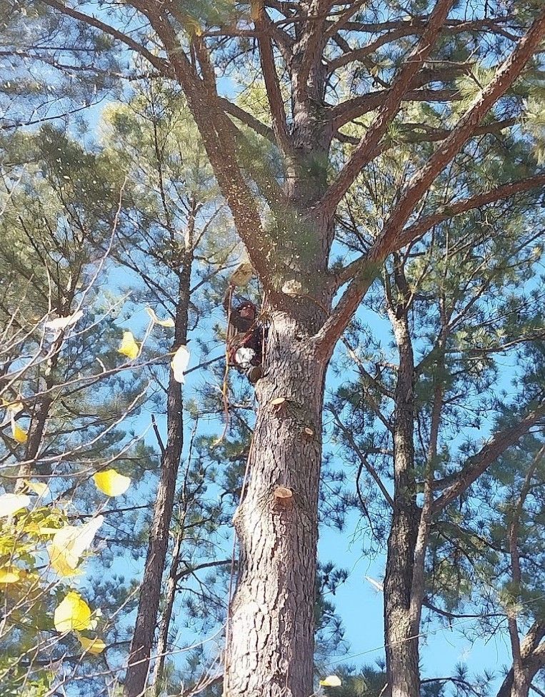 A squirrel is sitting on top of a pine tree
