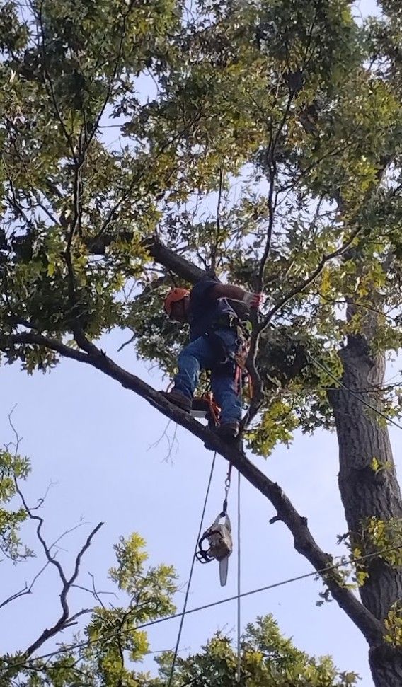 A man is climbing a tree with a chainsaw.