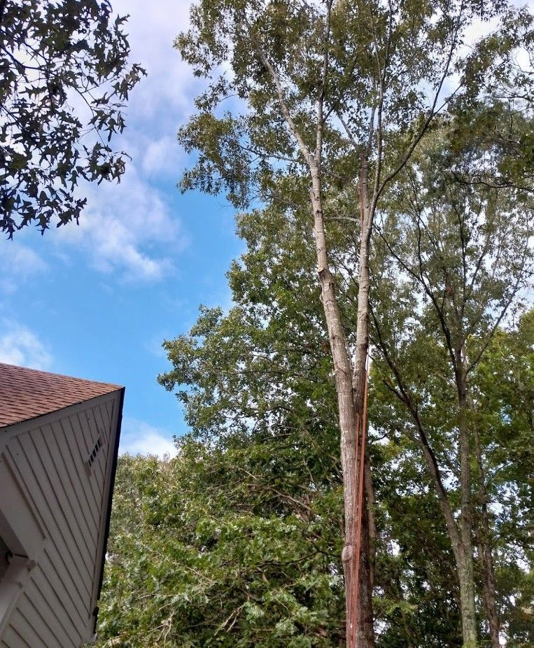 A house is surrounded by trees with a blue sky in the background.