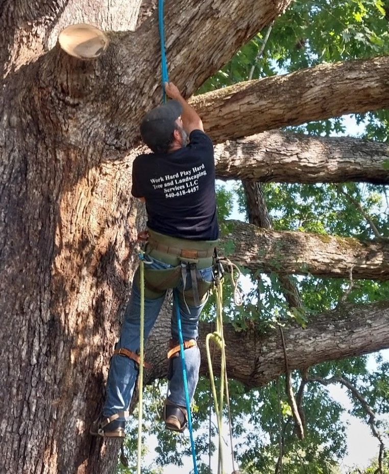 A man is climbing a tree with a shirt that says ' tree climber ' on the back