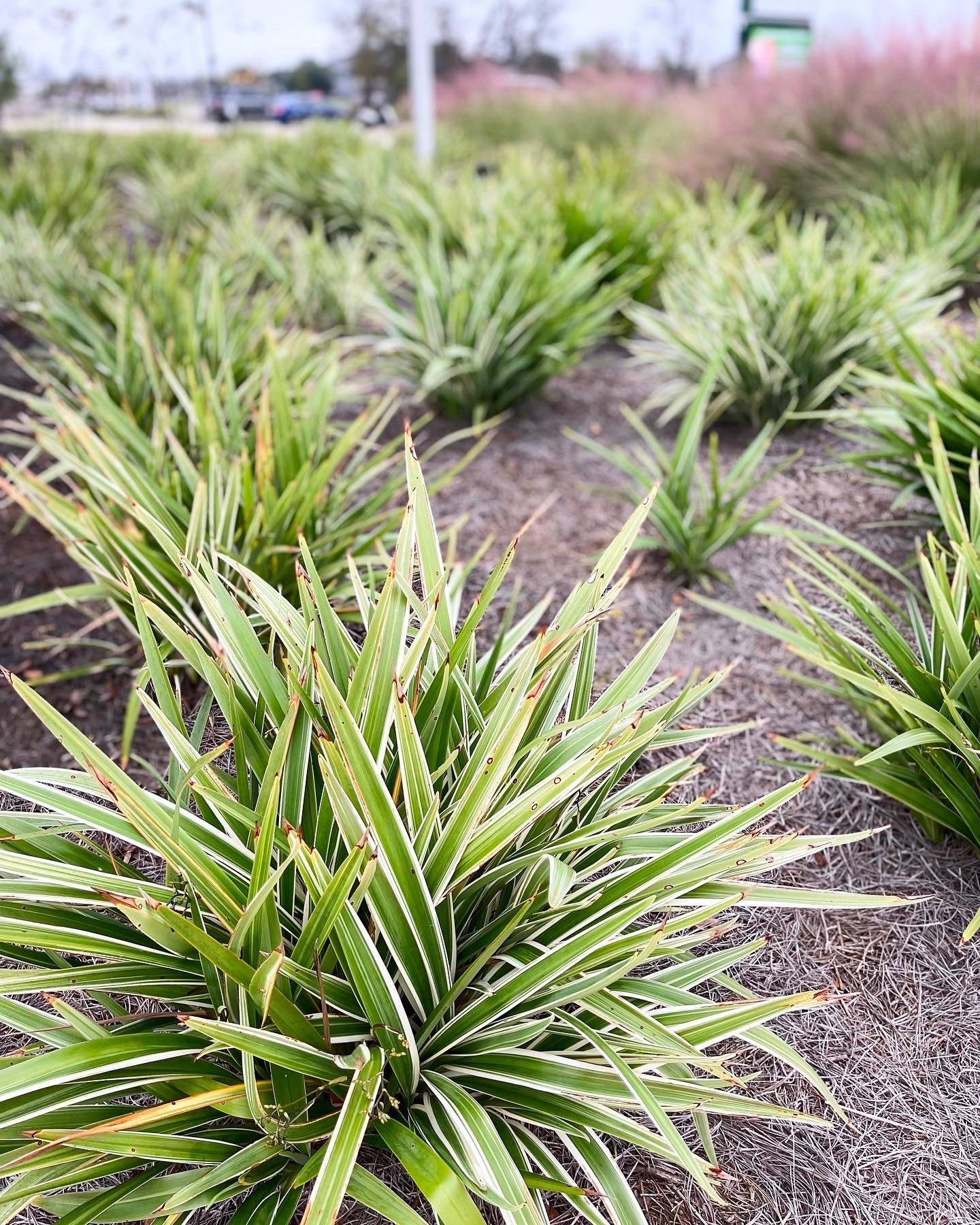 Services E Woolf Landscape Alexandria & Pineville, LA