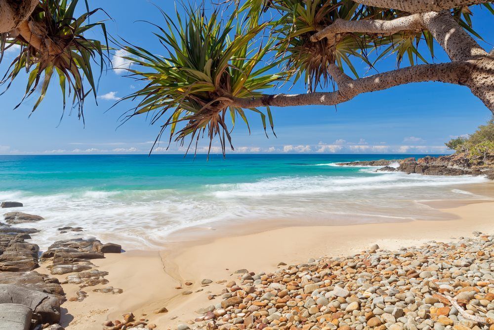 A Tree is Hanging Over a Rocky Beach Near the Ocean — Maroochy Floor Sanding in Coolum, QLD