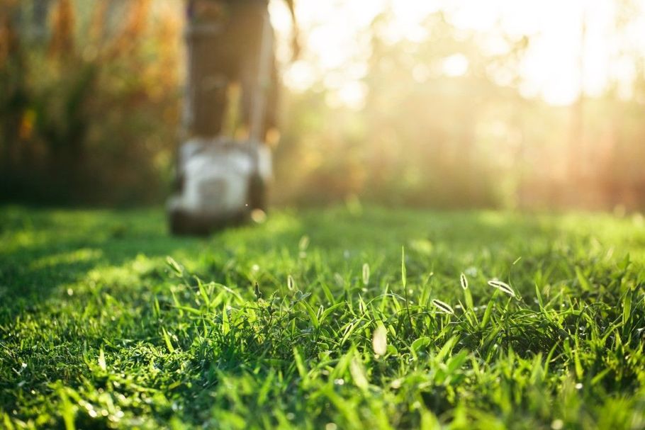Blades of green grass in a sunlit yard with a blurred lawn mower in the background