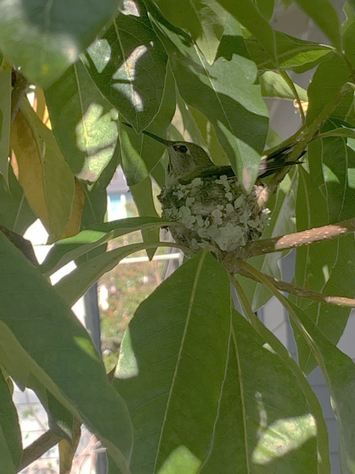 A hummingbird is sitting in a nest on a tree branch.