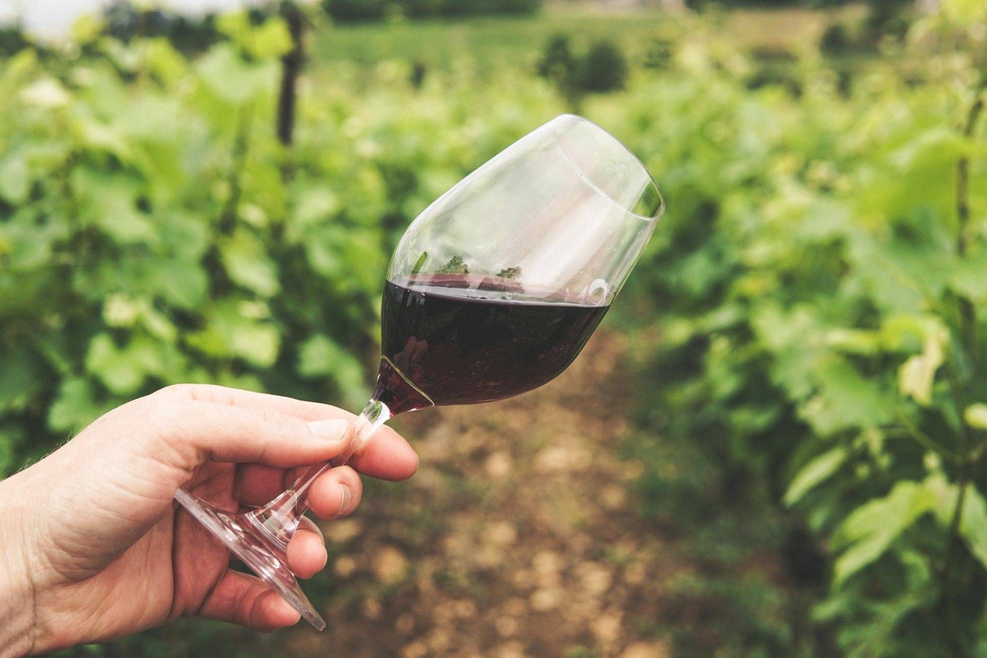 fresh grapes red wine
