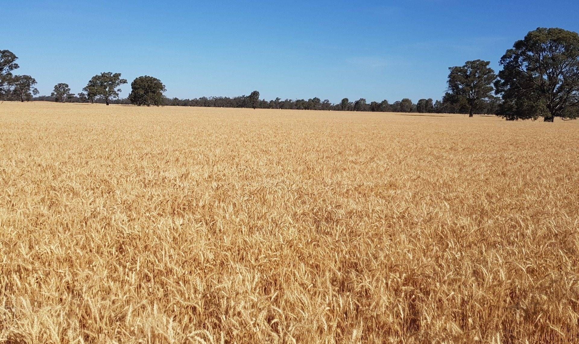 A large field of grain at our farm