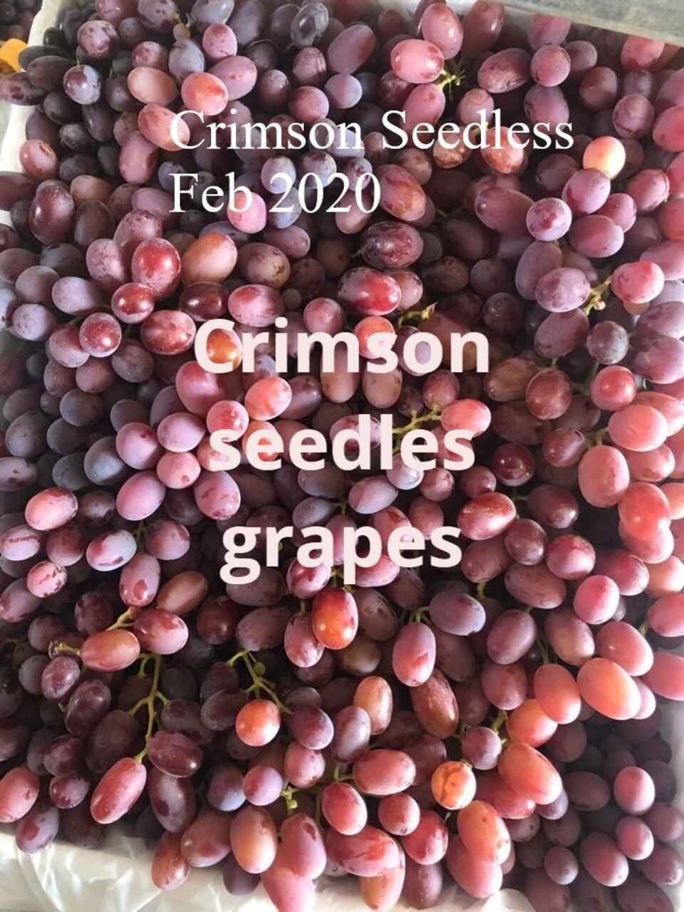 Many bunches of Crimson Seedless Grapes grown in Australia