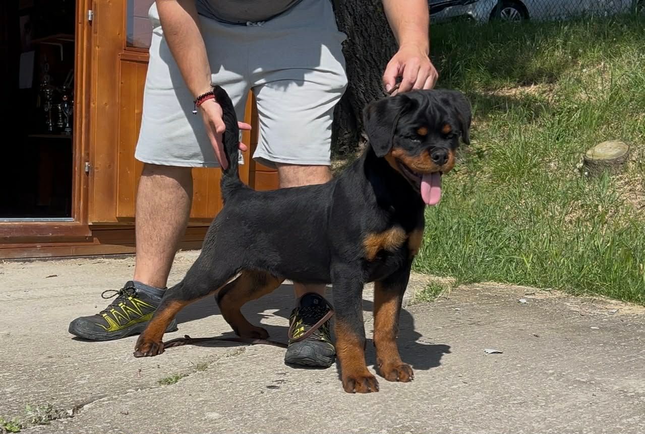 cachorro rottweiler 
