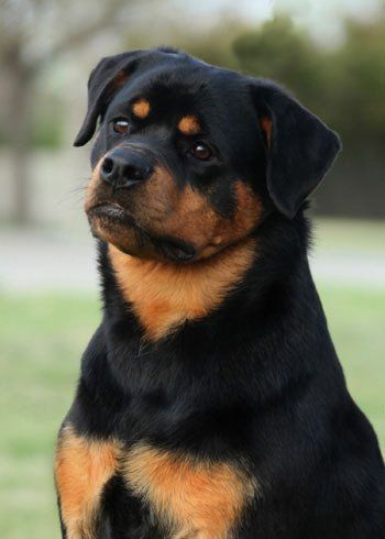 rottweiler en san francisco
