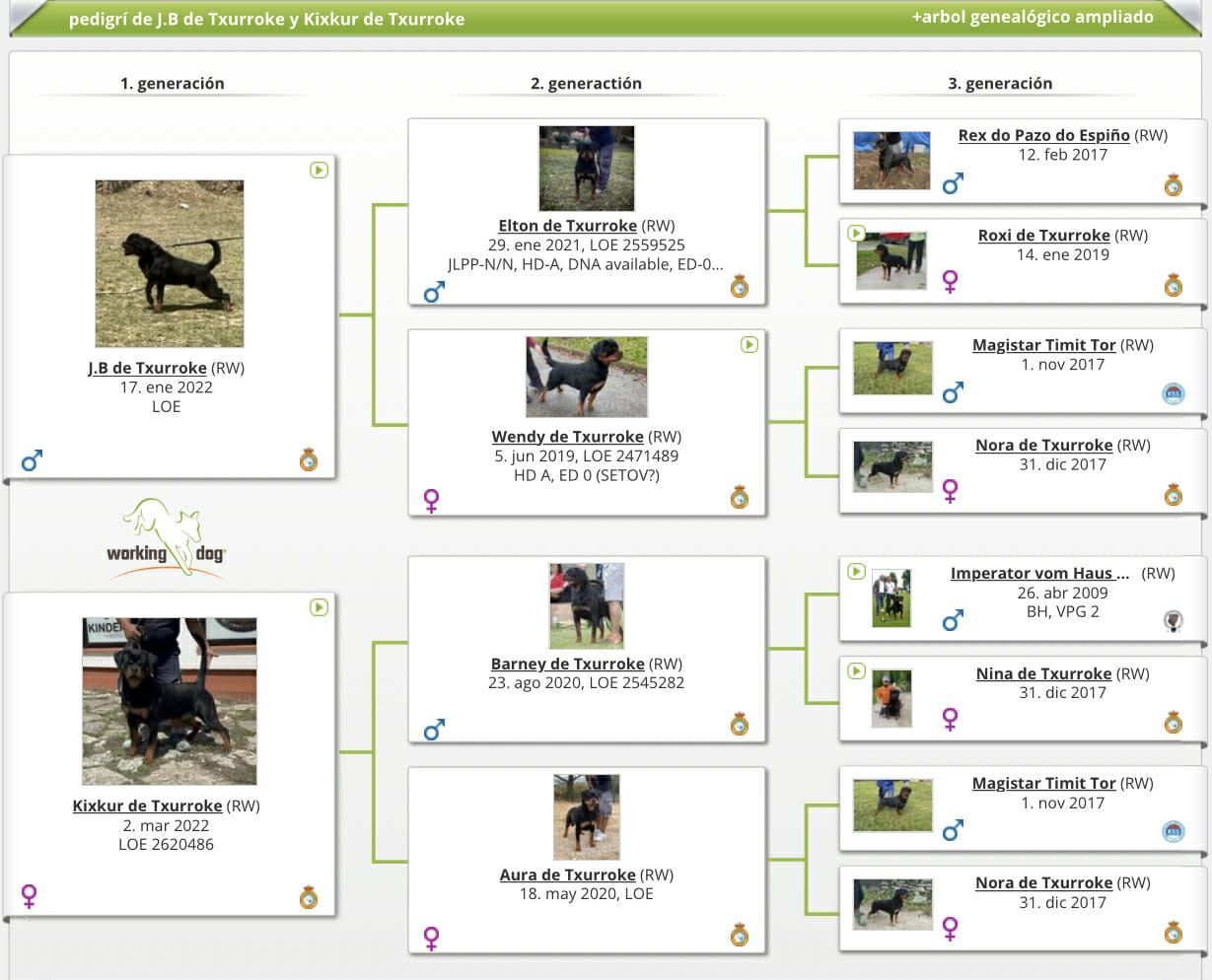 pedigree de rottweiler