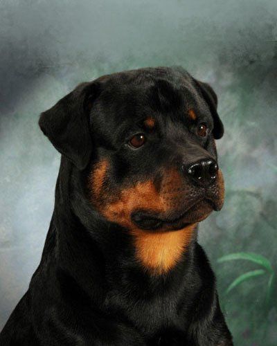 rottweiler en mesa
