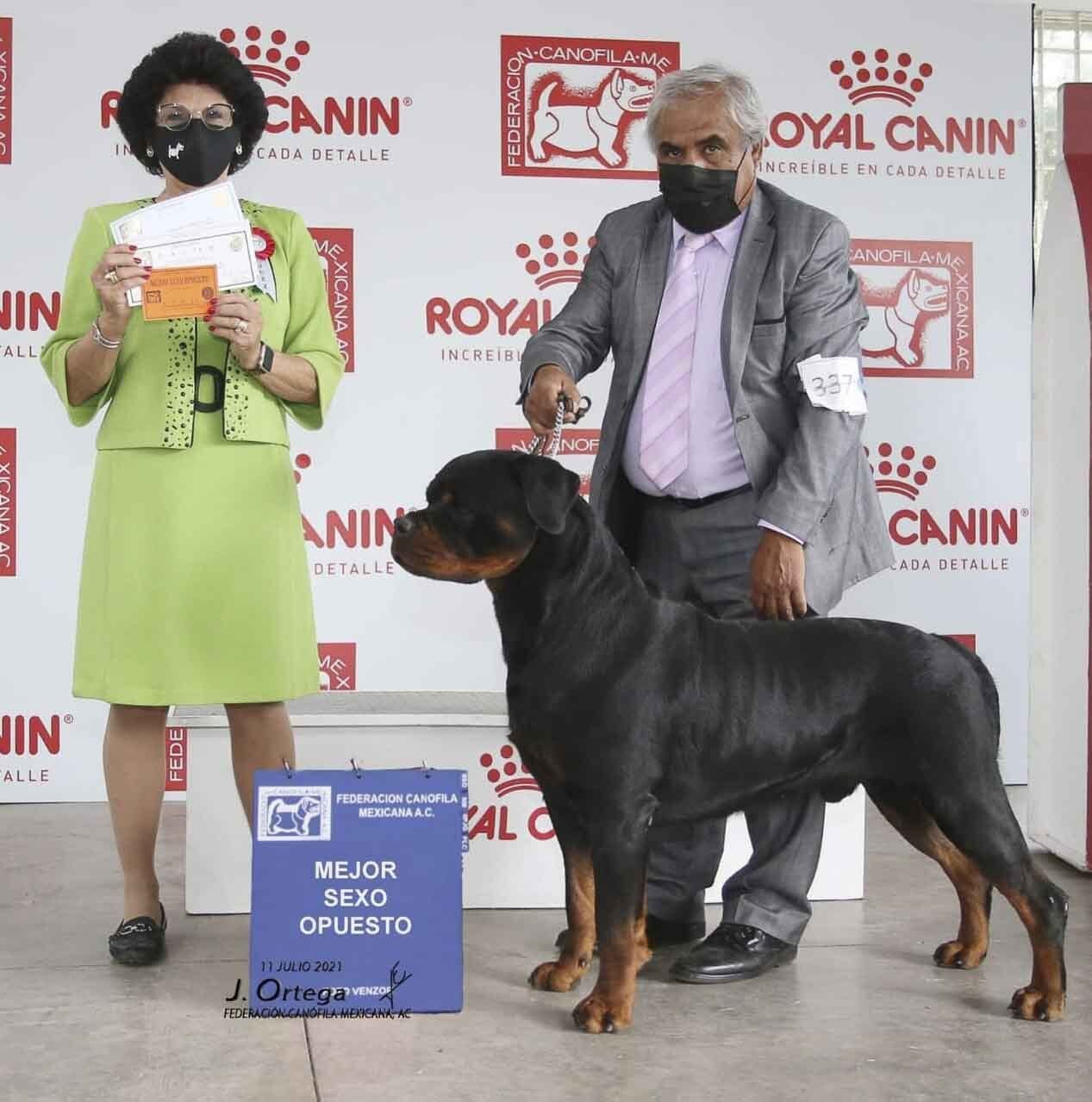 rottweiler en venta