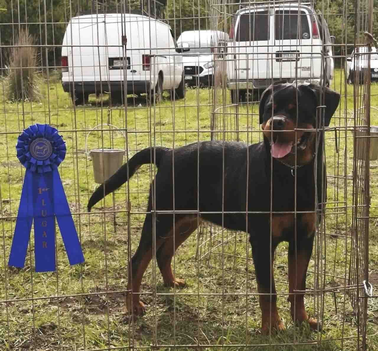 rottweiler en venta