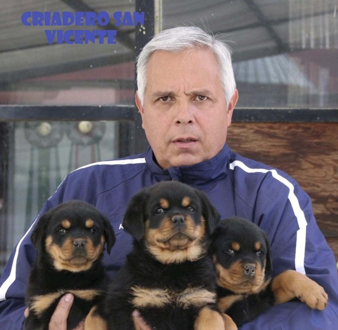rottweiler en venta