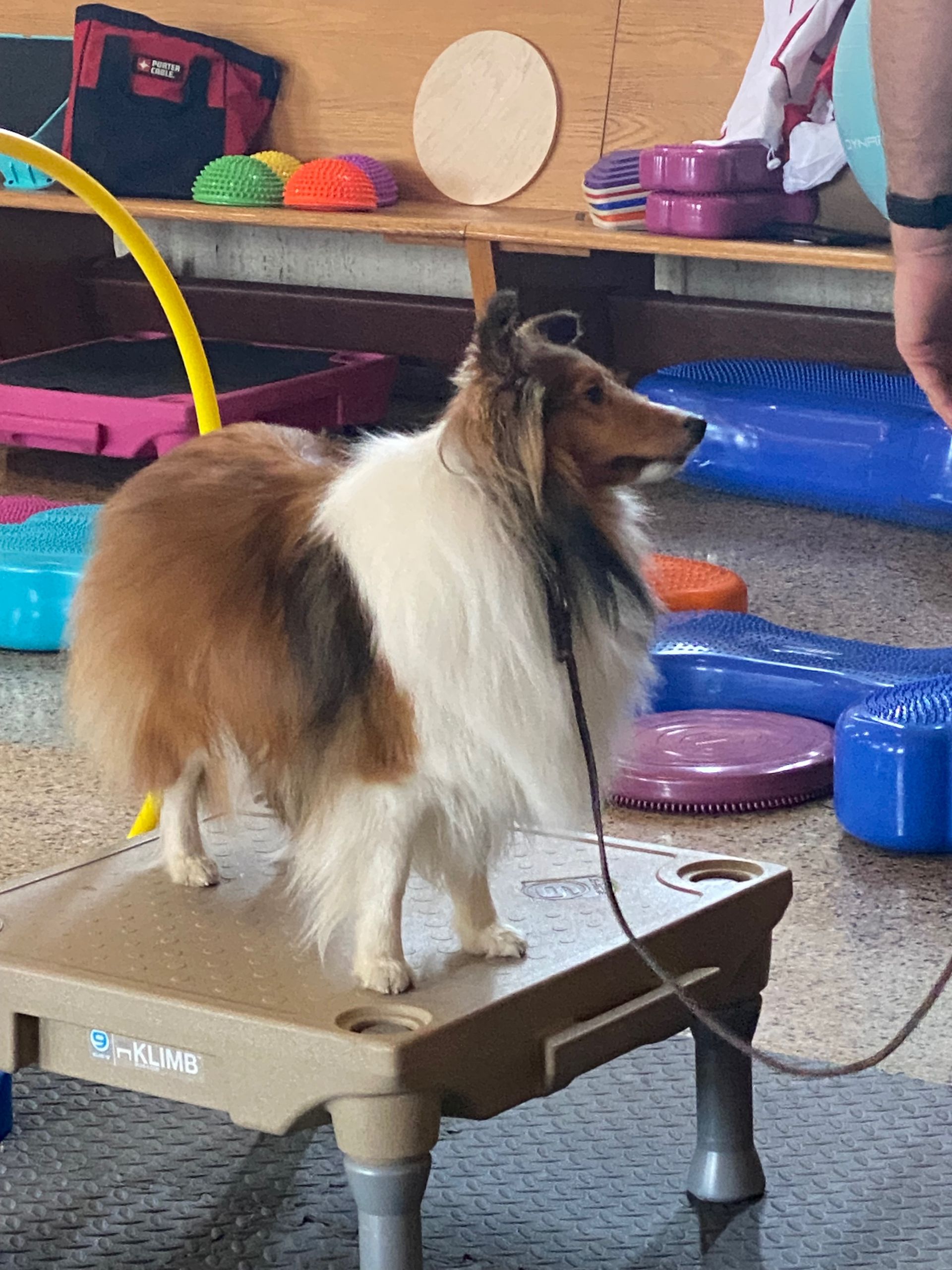 Dog Shows