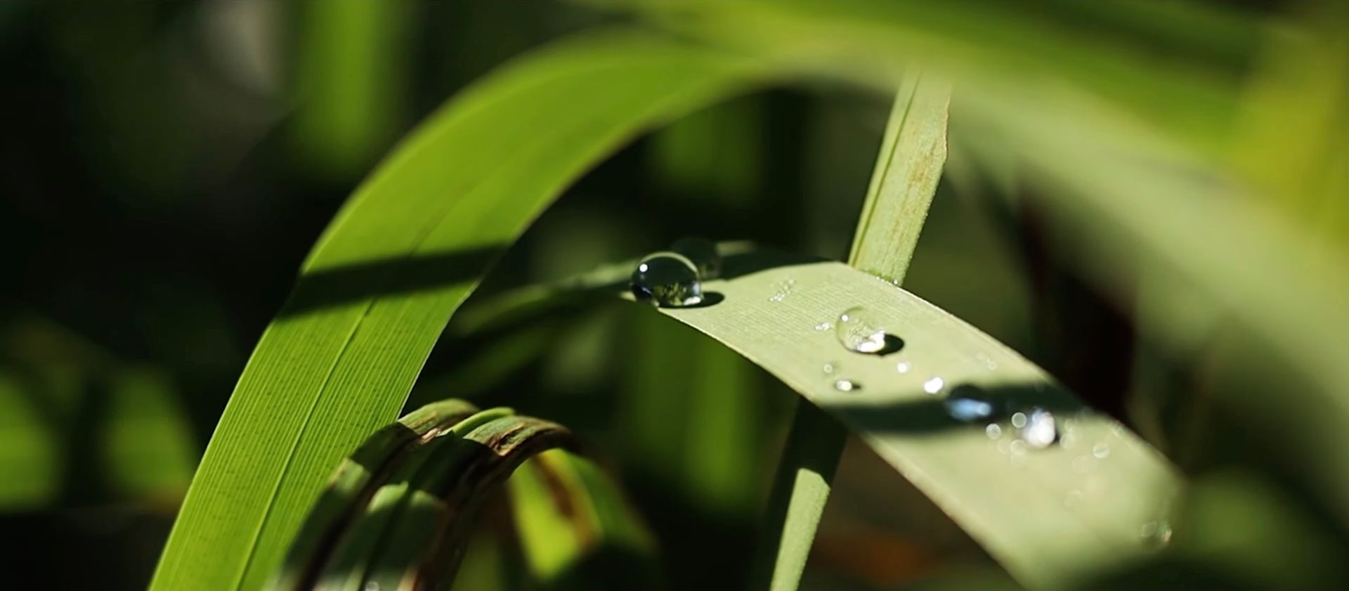 Eine Nahaufnahme eines grünen Blattes mit Wassertropfen darauf