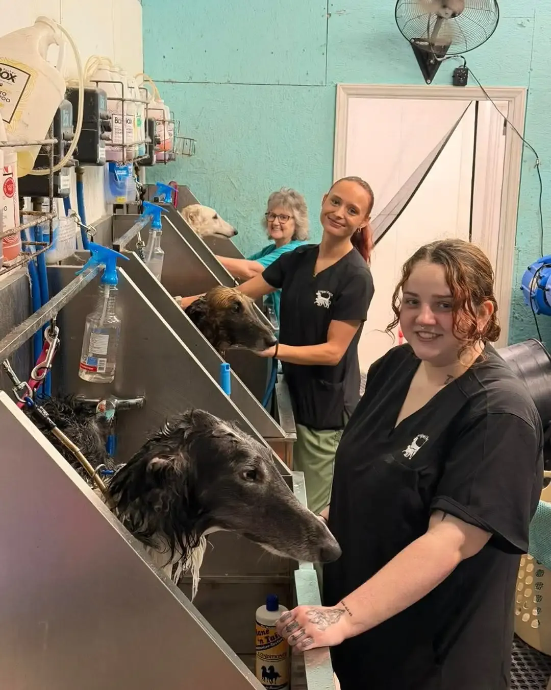 Three women wash dogs in a teal grooming room, smiling beside metal tubs.