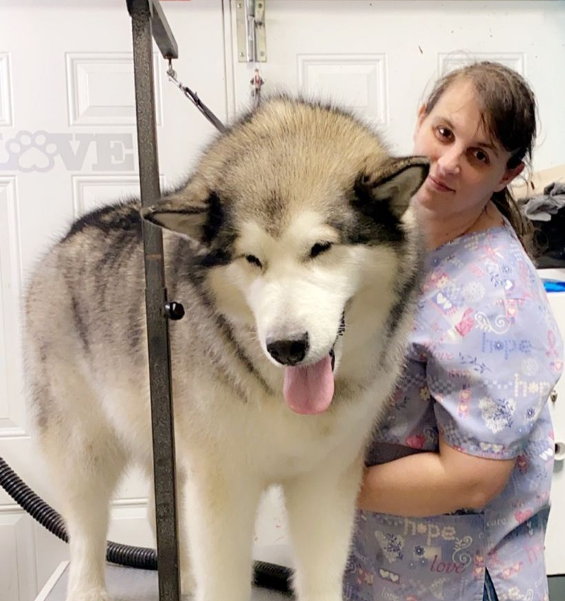 Large fluffy dog being groomed on a table beside a person in a pet salon, tongue out.