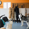 Dogs standing upright to reach hooks in a grooming room with orange walls and a blue floor