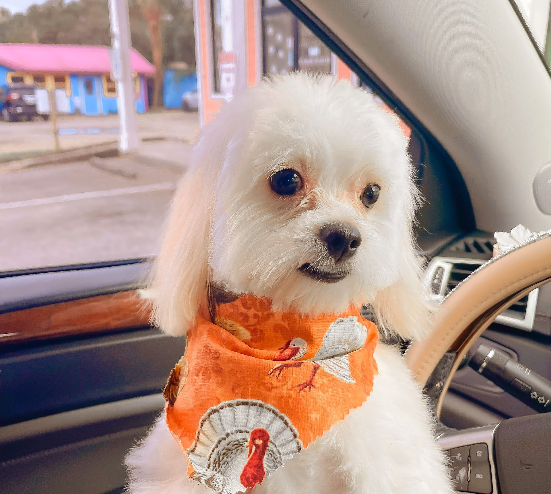 Small white dog in an orange harness sitting in a car seat, looking at the camera.
