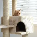 Orange cat peeking from a beige cat tree by a bright window