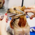 Small dog being groomed with scissors and comb at a salon, held by two hands