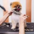 Small fluffy dog being groomed on a table, with a comb and scissors visible.