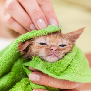 Tiny wet kitten wrapped in a green towel while a hand gently dries its head