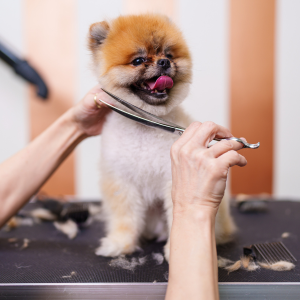 Small fluffy dog being groomed on a table, with a comb and scissors visible.