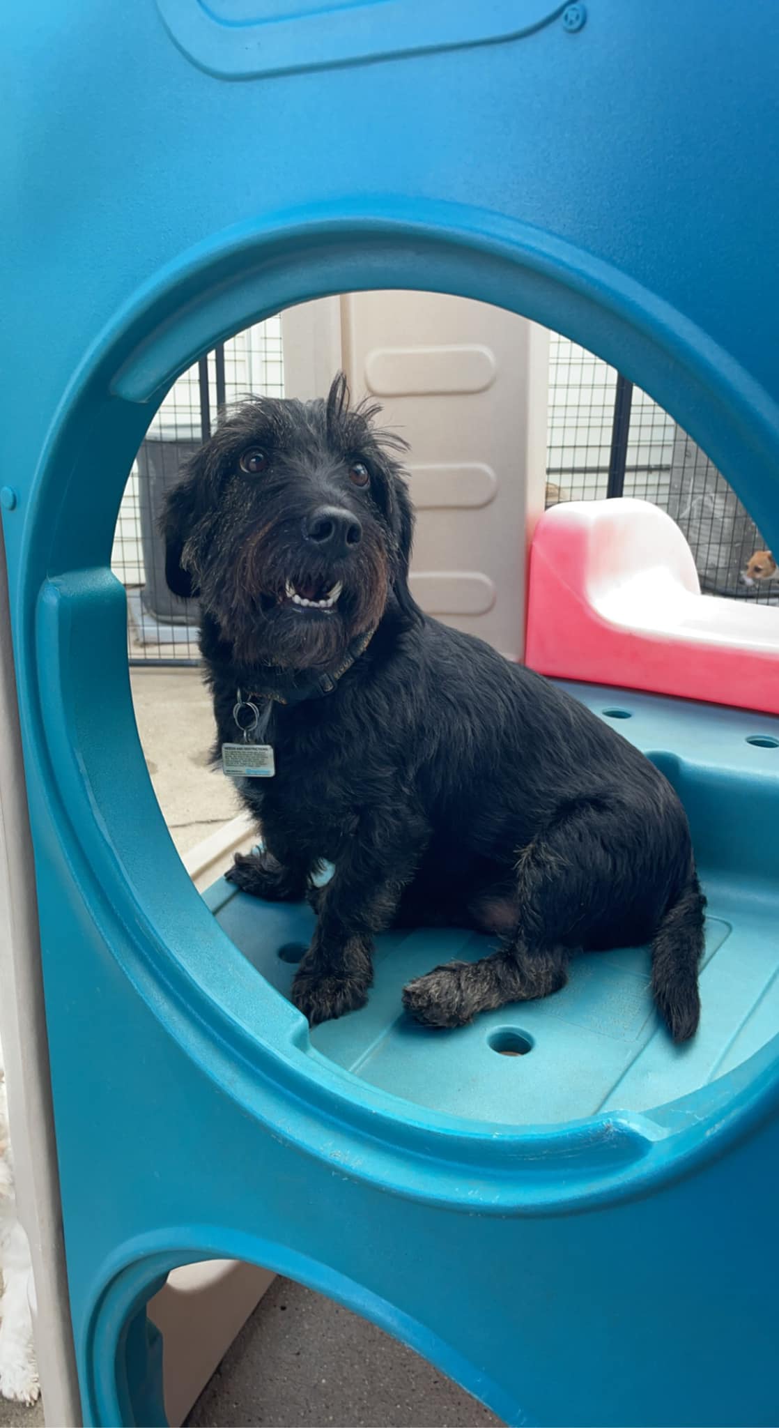 Pet Daycare Services Fargo, ND South Bark