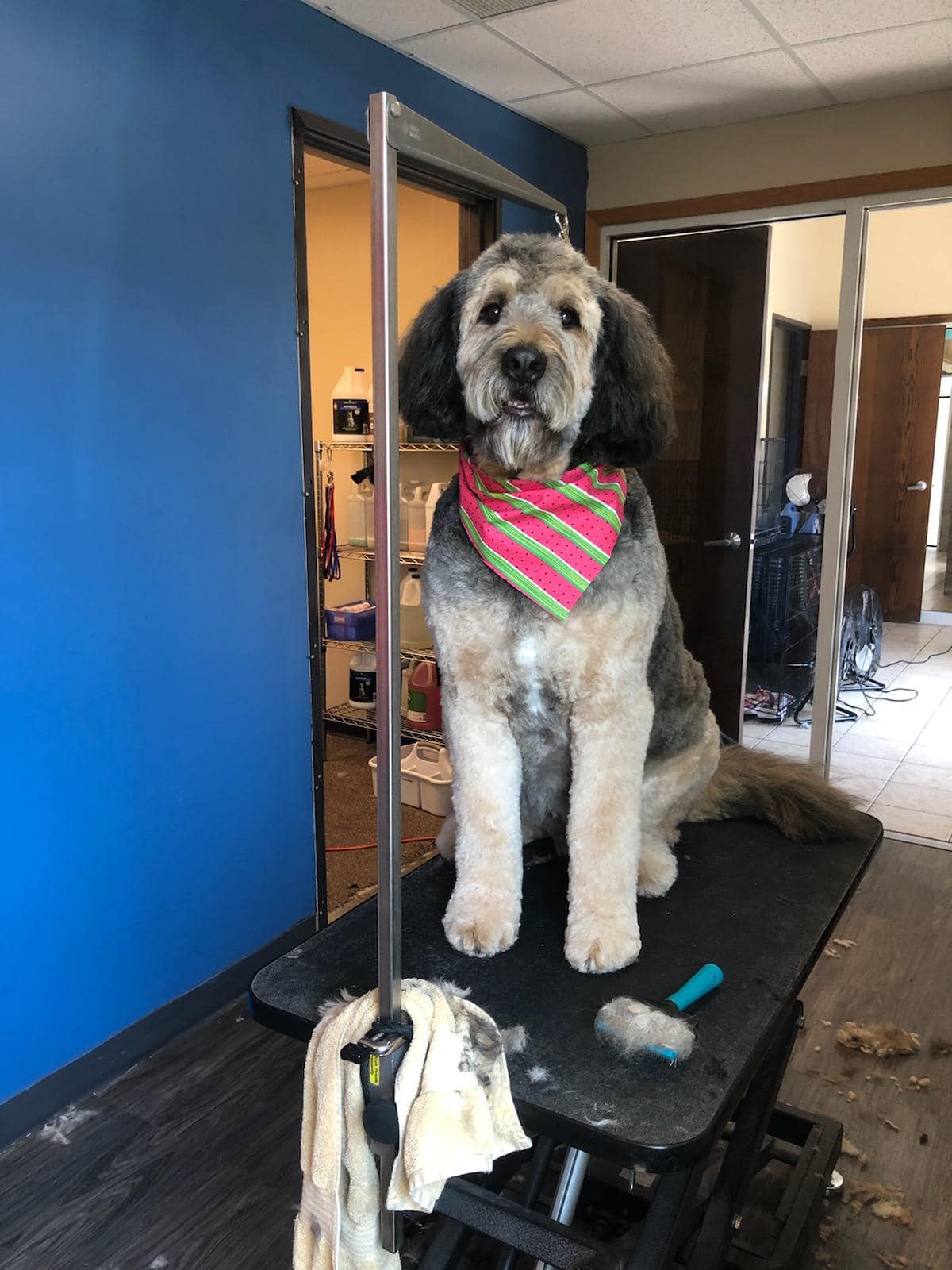 Large Dog Grooming Fargo, ND South Bark