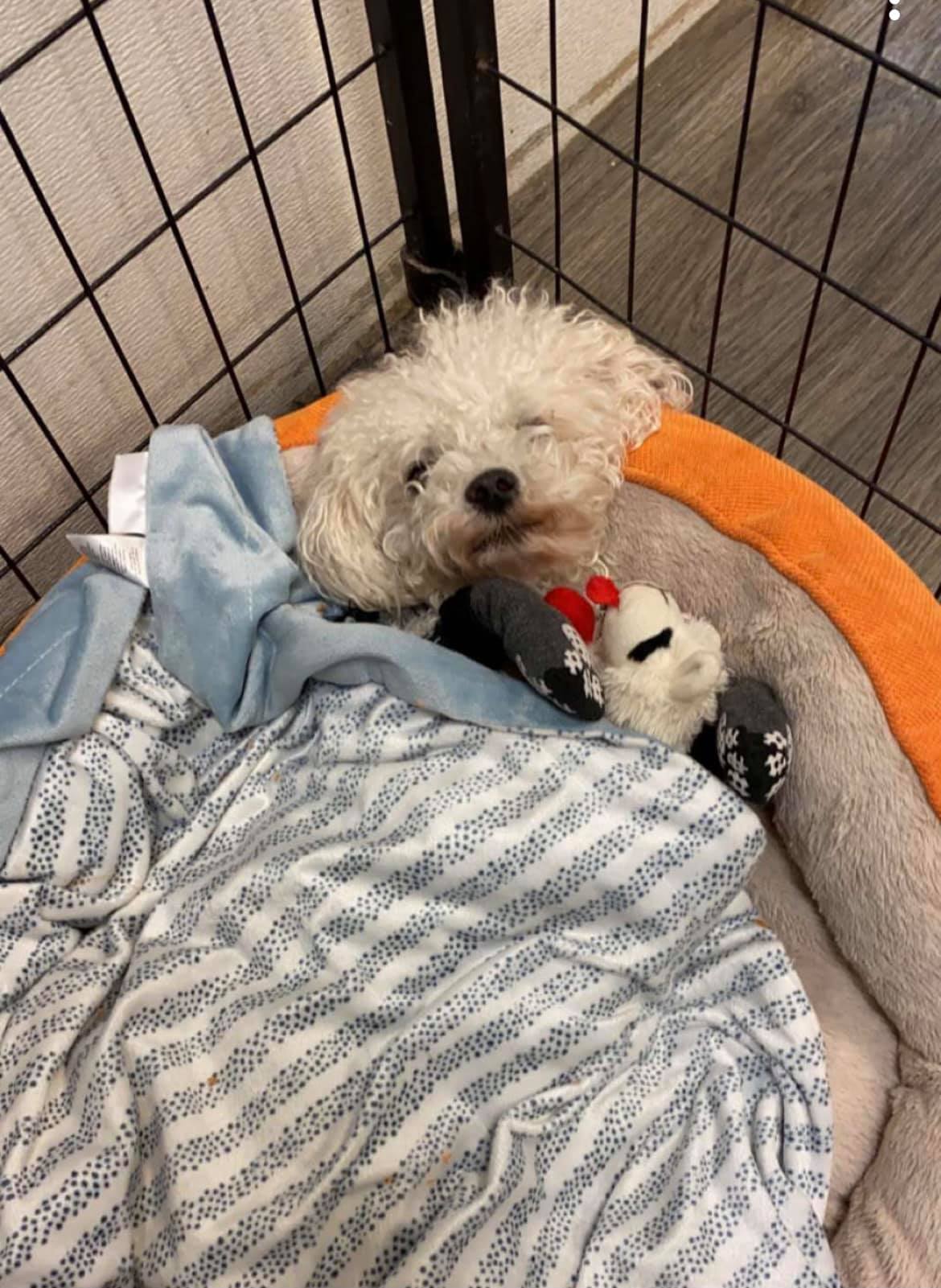 Pet Care Fargo, ND South Bark