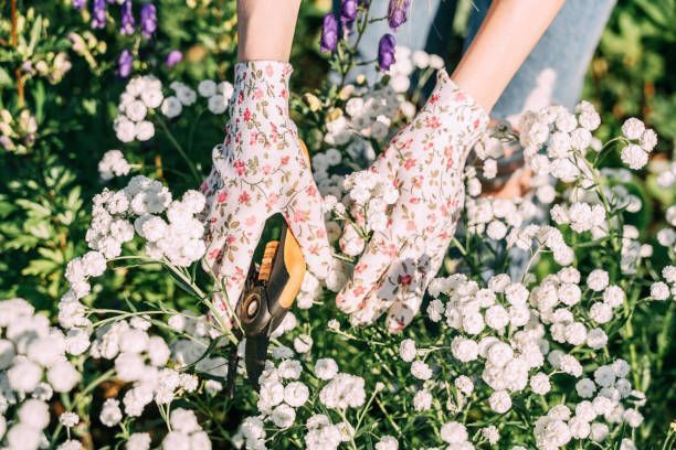A person is cutting flowers in a garden with scissors.
