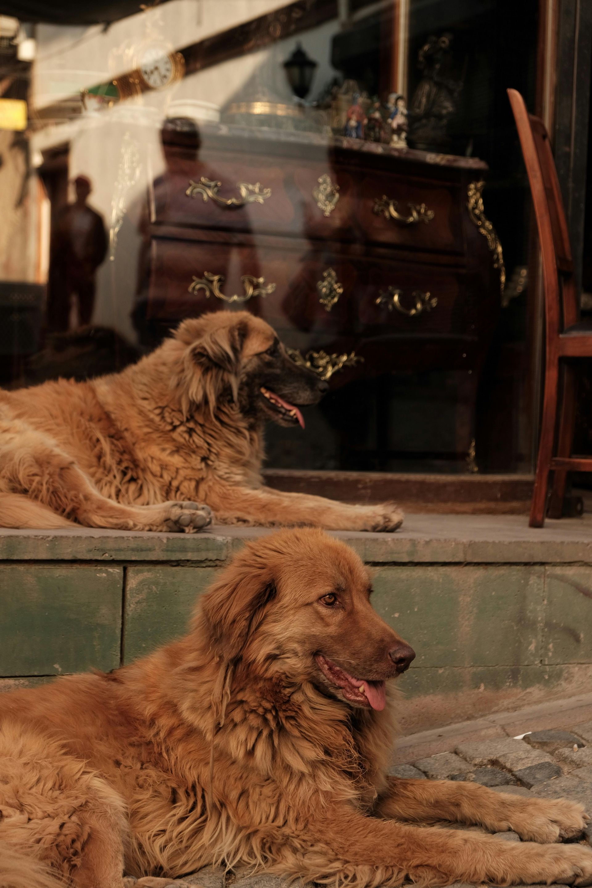Two shaggy brown dogs resting on stone steps outside a shop window