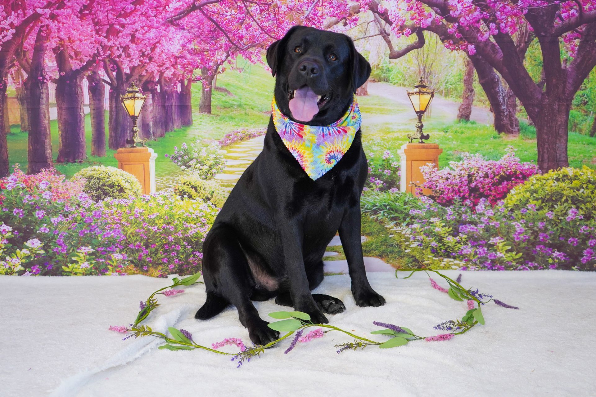 A black dog wearing a bandana is sitting on a blanket in front of a floral background.