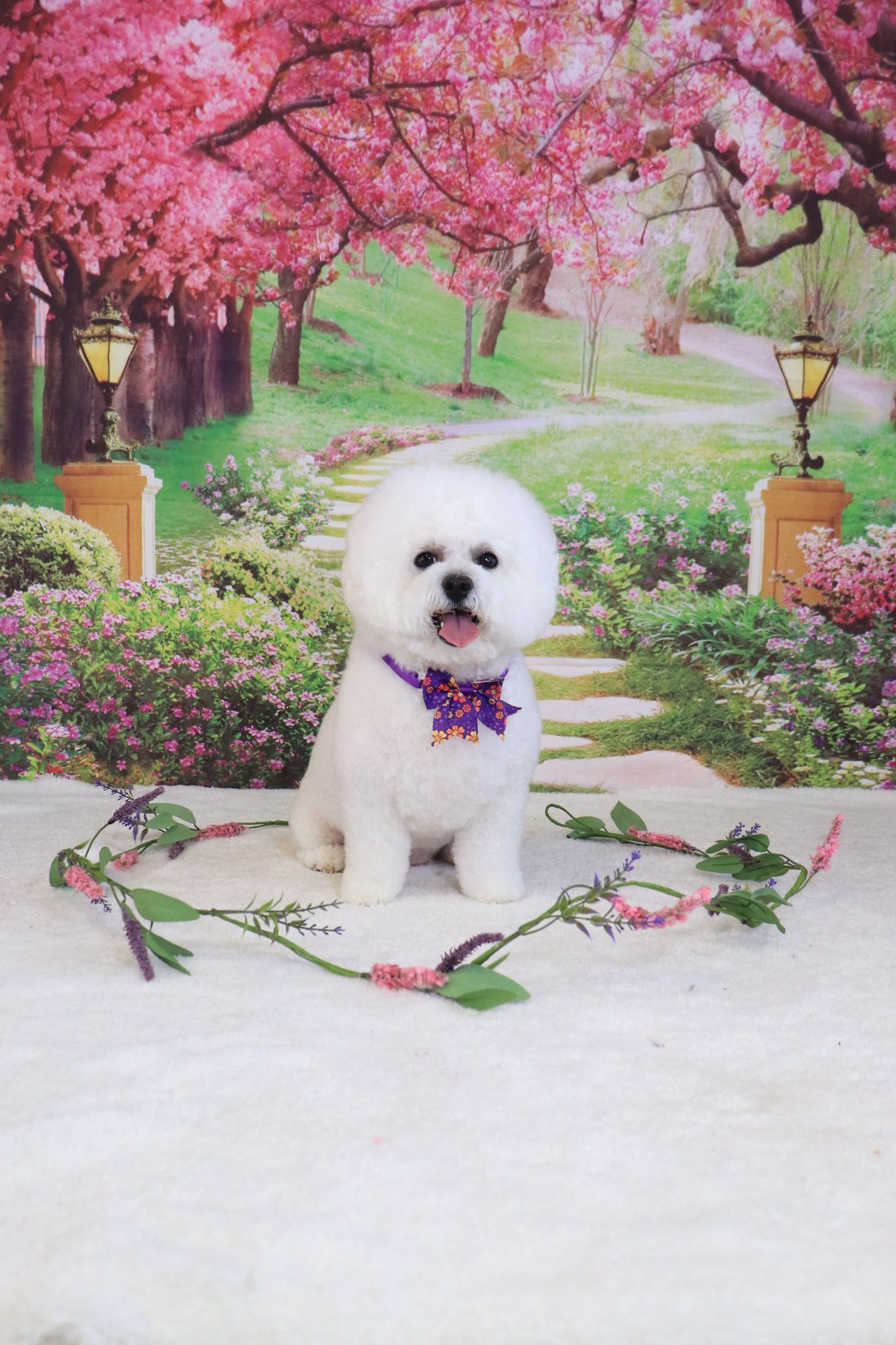 A small white dog is sitting in front of a cherry blossom tree.
