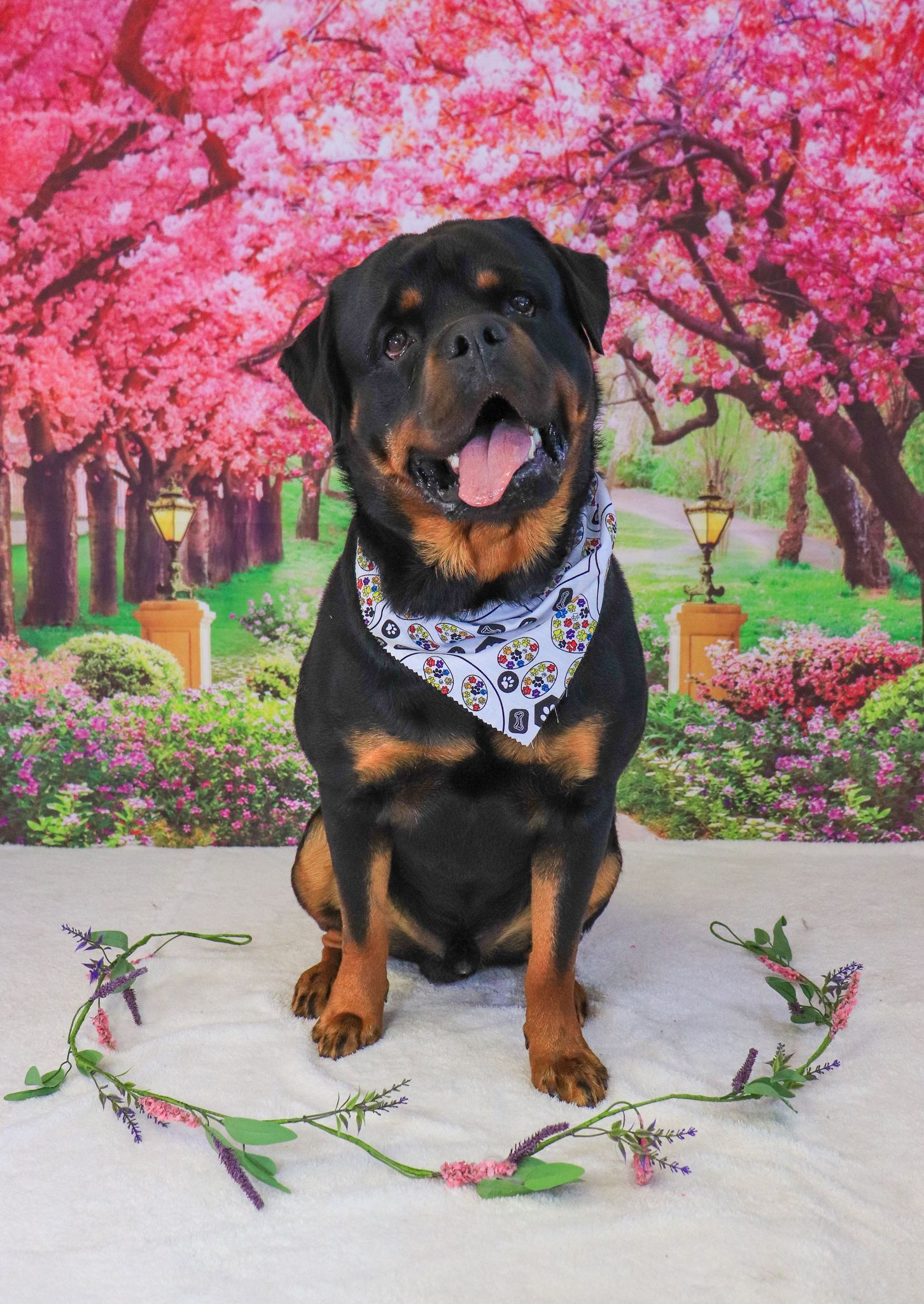 A rottweiler dog wearing a bandana is sitting in front of a cherry blossom tree backdrop.