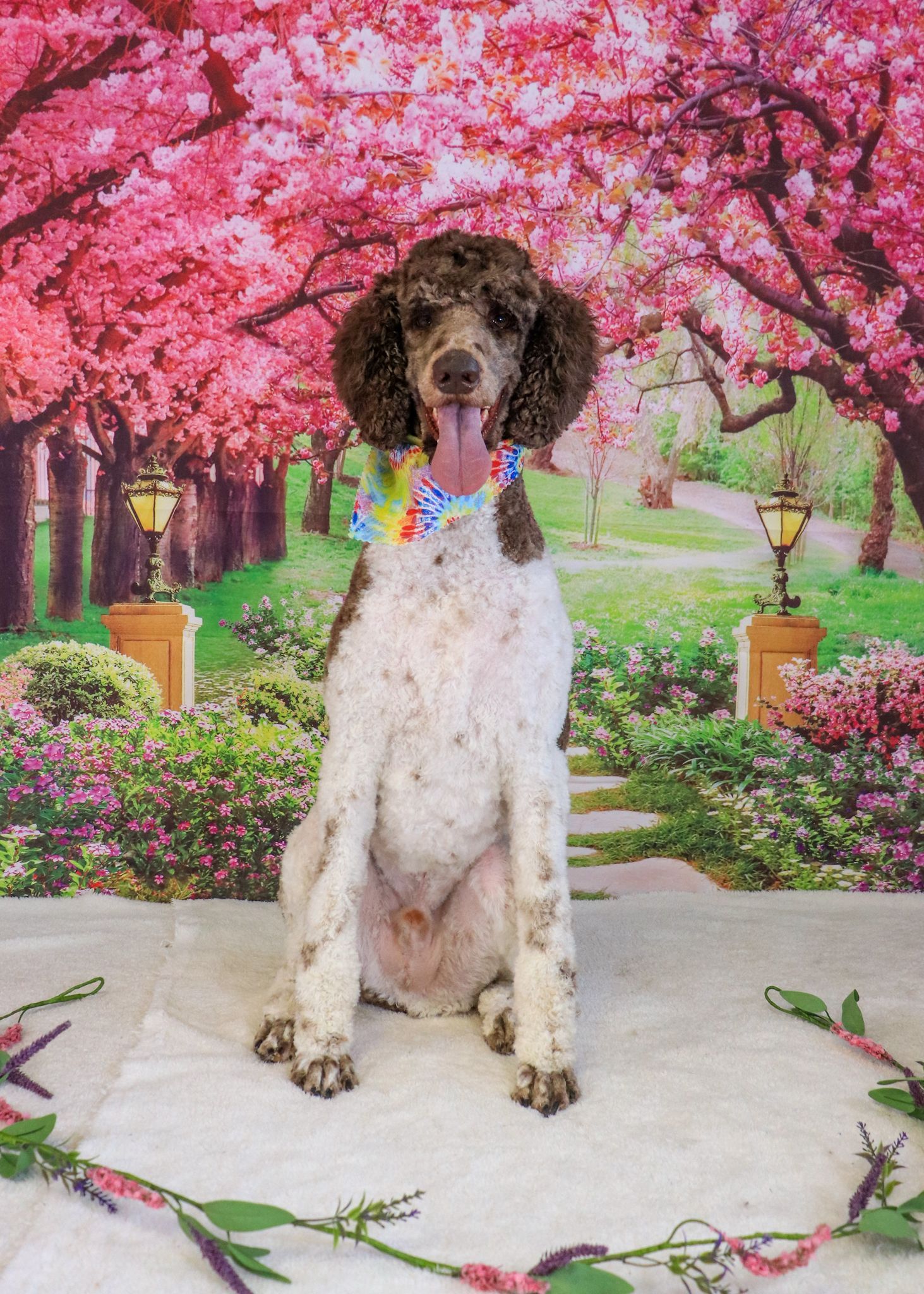 A brown and white dog is sitting in front of a cherry blossom tree background.