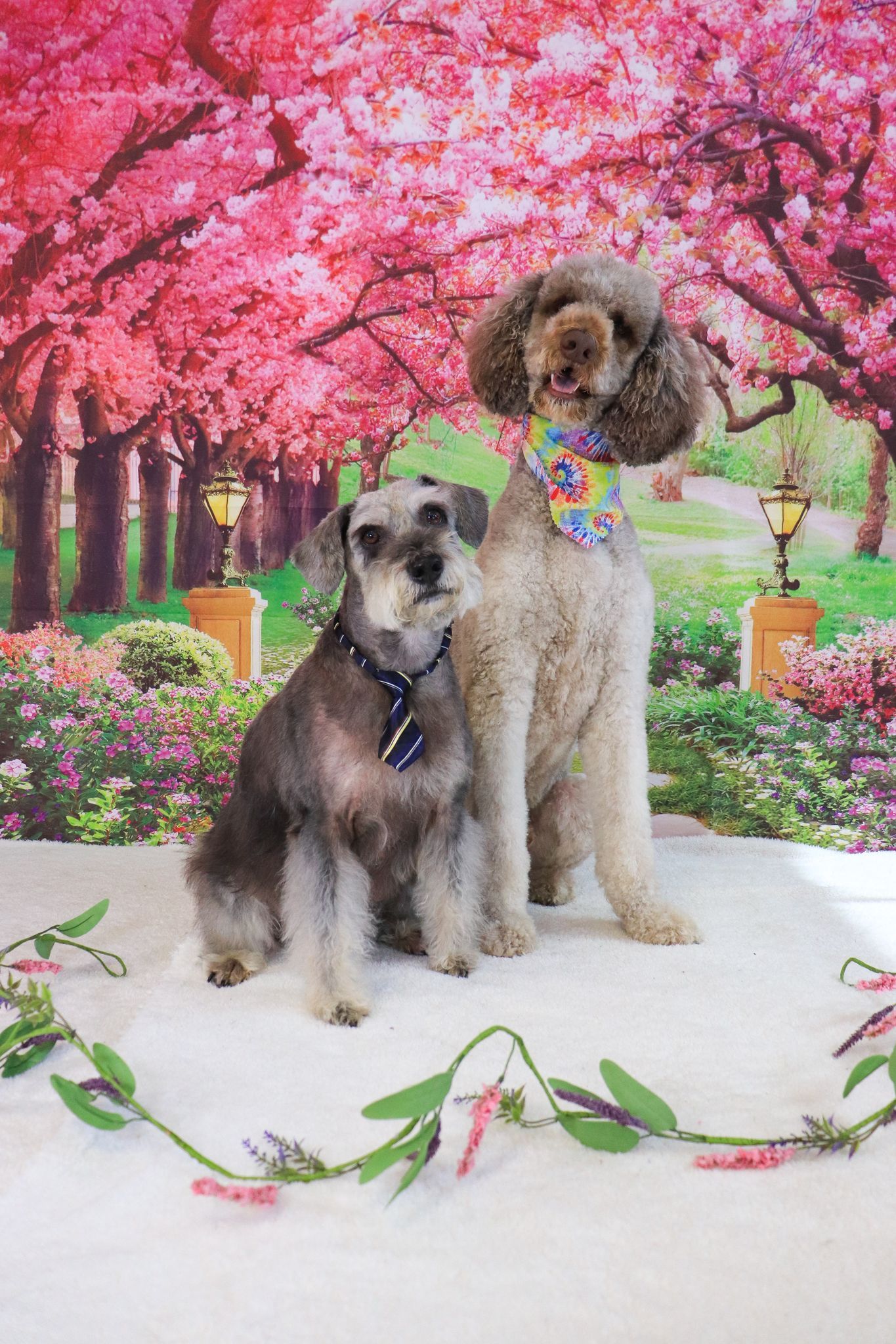 Two dogs are posing for a picture in front of a cherry blossom tree background.