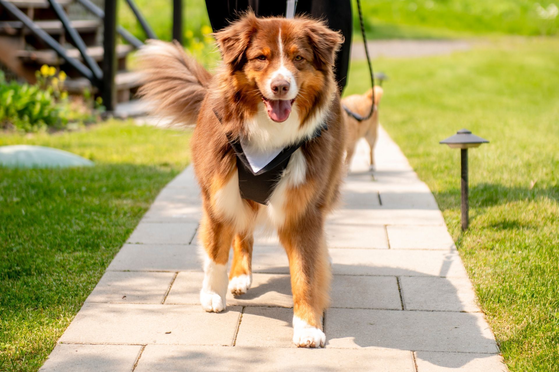 Brown-and-white dog walking on a sunny stone path, tail raised, with a blurred dog in the background