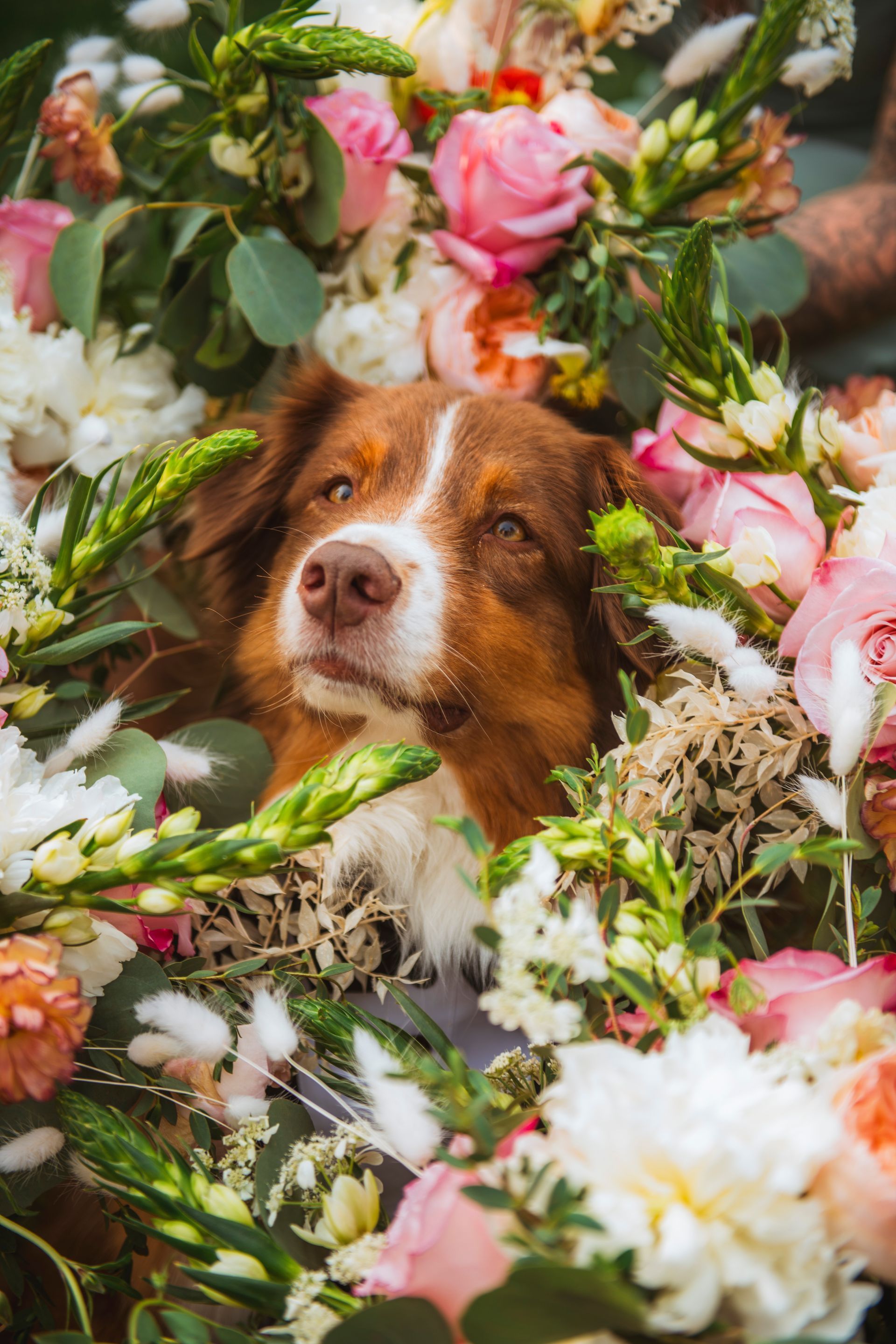Brown-and-white dog nestled among pink and white flowers and greenery
