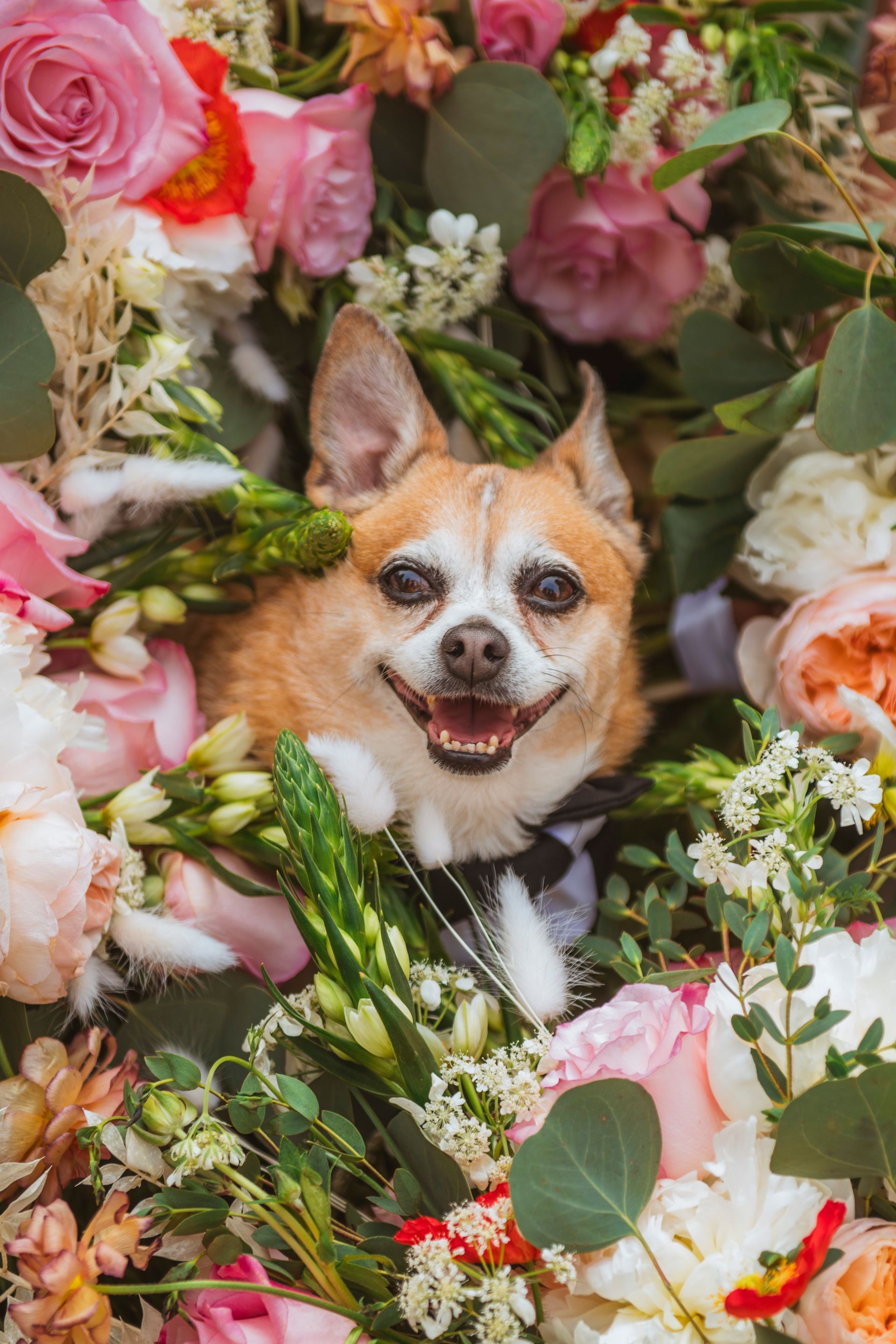 Small dog peeking through a lush floral arrangement of pink, white, and green flowers