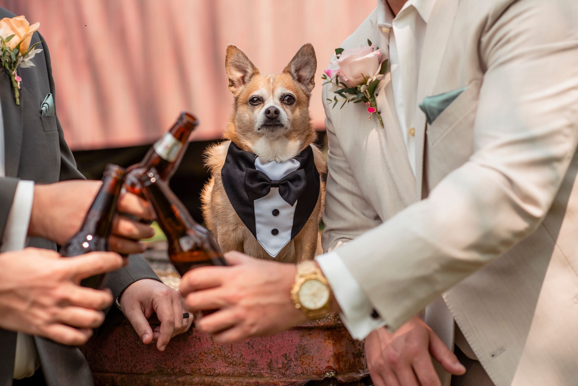 Small dog in a tuxedo between people holding champagne bottles at a wedding reception