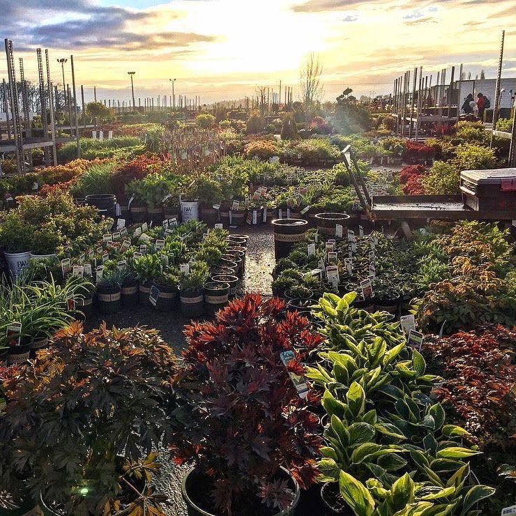 Outdoor plant nursery at sunset with rows of potted shrubs and flowers under warm light