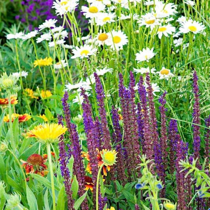 Wildflower garden with white daisies, purple flowers, and yellow blooms in green grass