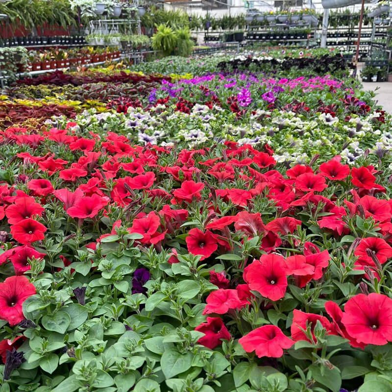 Rows of bright red, pink, and white flowers in a greenhouse nursery
