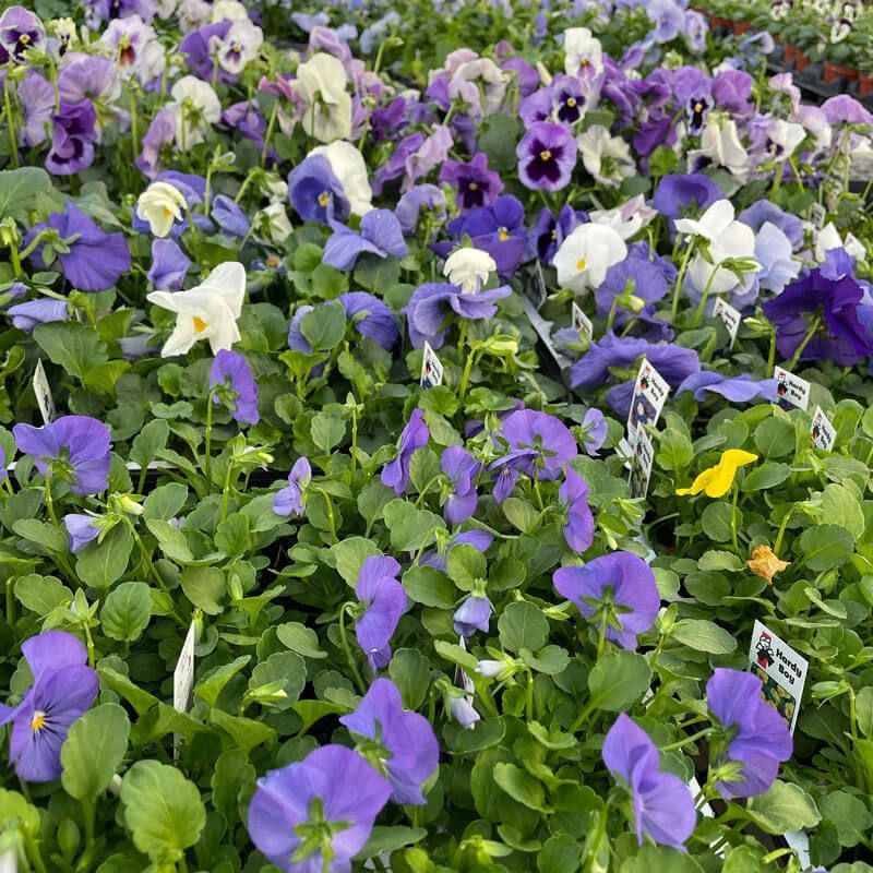 Purple and white pansies blooming densely in a garden bed at a plant nursery.